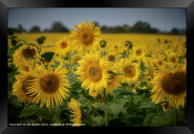 Sunflower field Framed Print by Jim Butler