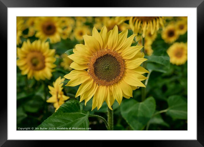 Sunflower close-up Framed Mounted Print by Jim Butler