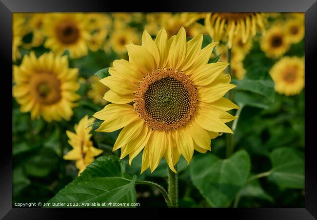 Sunflower close-up Framed Print by Jim Butler