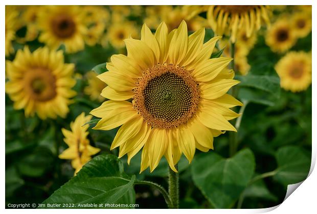 Sunflower close-up Print by Jim Butler