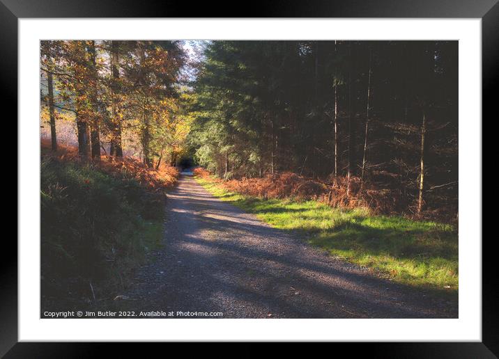 Autumnal woodland Framed Mounted Print by Jim Butler