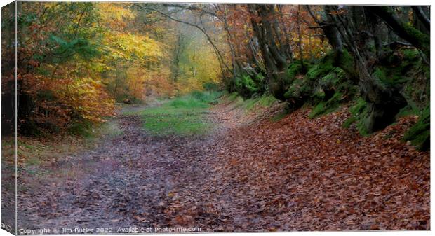 A woodland track in Autumn Canvas Print by Jim Butler