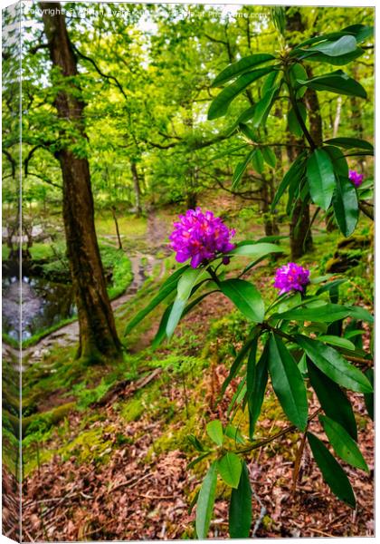 Forest Flower Canvas Print by Adrian Evans