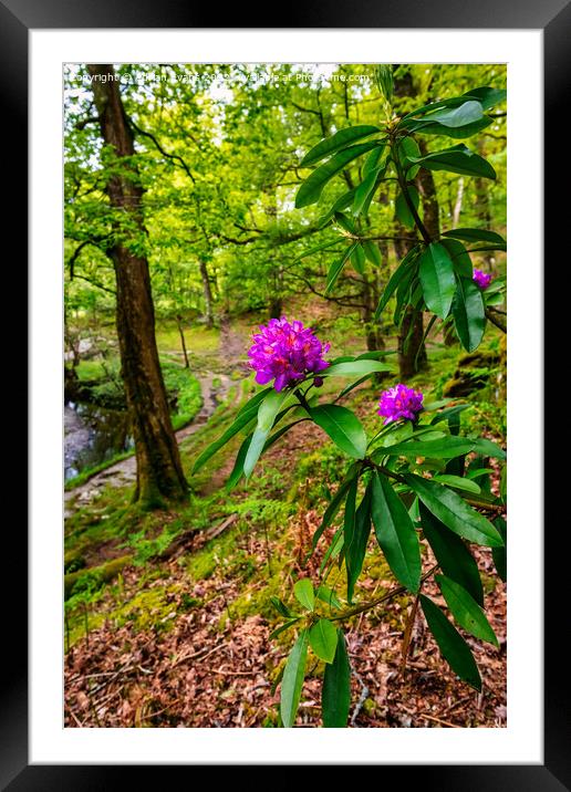 Forest Flower Framed Mounted Print by Adrian Evans