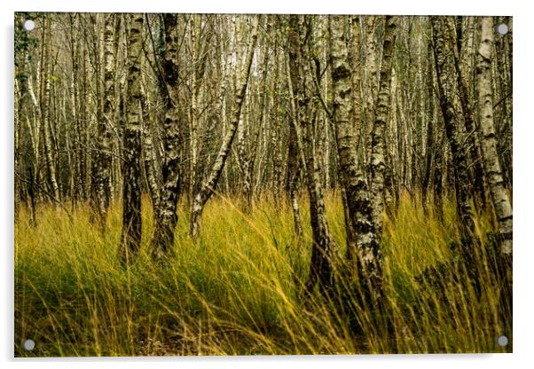 Autumn in the young forest... Acrylic by Elzbieta Sosnowski