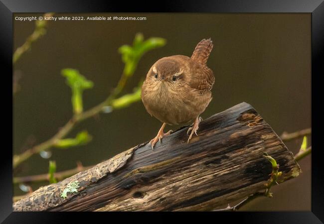 The Adorable Wren Framed Print by kathy white