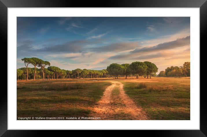 San Rossore park, footpath and pine trees. Pisa, Tuscany, Italy Framed Mounted Print by Stefano Orazzini