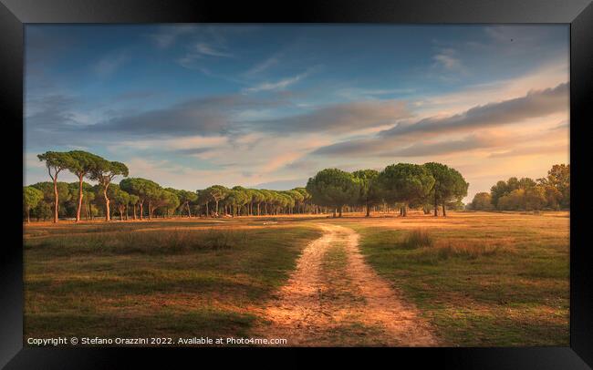 San Rossore park, footpath and pine trees. Pisa, Tuscany, Italy Framed Print by Stefano Orazzini
