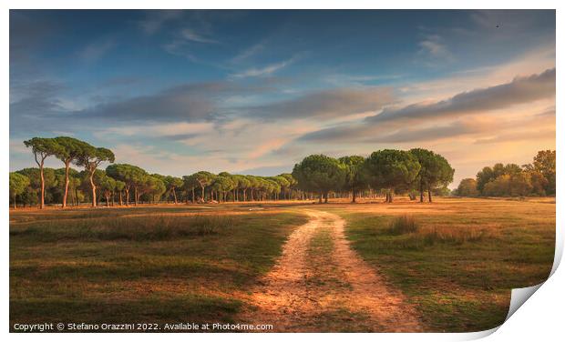San Rossore park, footpath and pine trees. Pisa, Tuscany, Italy Print by Stefano Orazzini