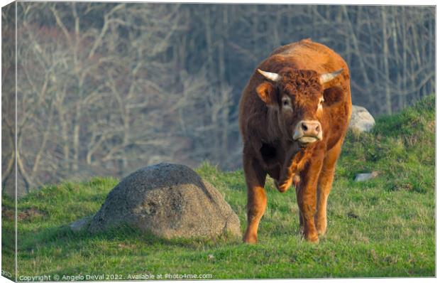 A Brown Ox In The Algarve Countryside Canvas Print by Angelo DeVal