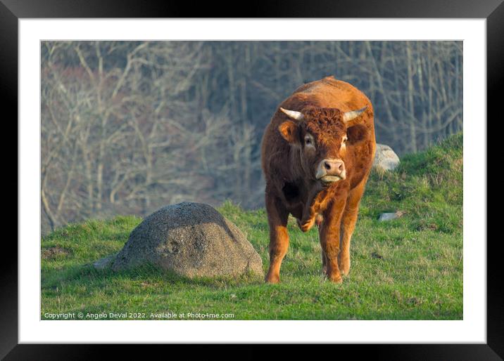 A Brown Ox In The Algarve Countryside Framed Mounted Print by Angelo DeVal