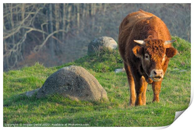 Brown Ox in The Algarve Countryside Print by Angelo DeVal