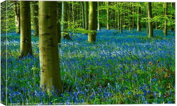 Bluebell Wood Canvas Print by Chris Drabble