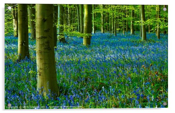 Bluebell Wood Acrylic by Chris Drabble
