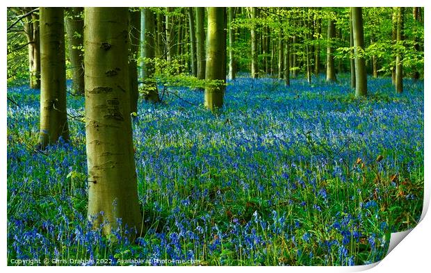 Bluebell Wood Print by Chris Drabble