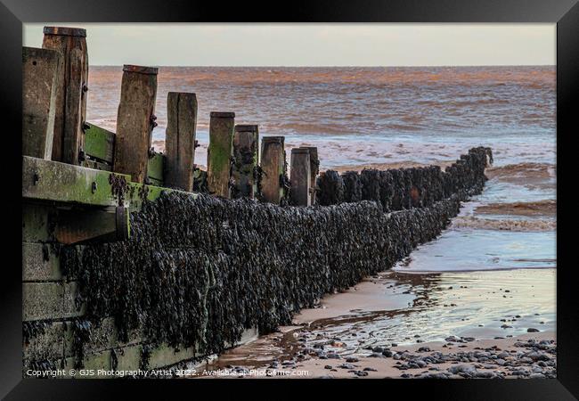 Seaweed on the Groins Framed Print by GJS Photography Artist