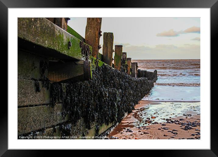 The Texture of Wood and Seaweed Framed Mounted Print by GJS Photography Artist