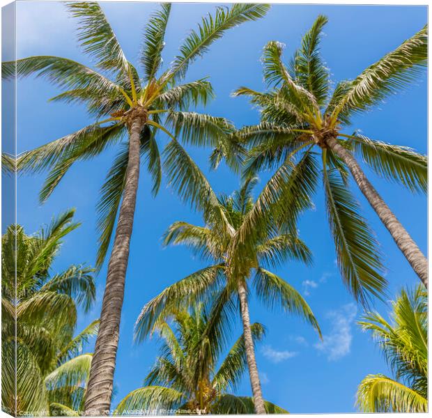 Lovely palm trees and blue sky Canvas Print by Melanie Viola