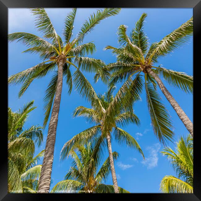 Lovely palm trees and blue sky Framed Print by Melanie Viola