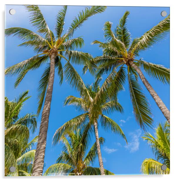 Lovely palm trees and blue sky Acrylic by Melanie Viola