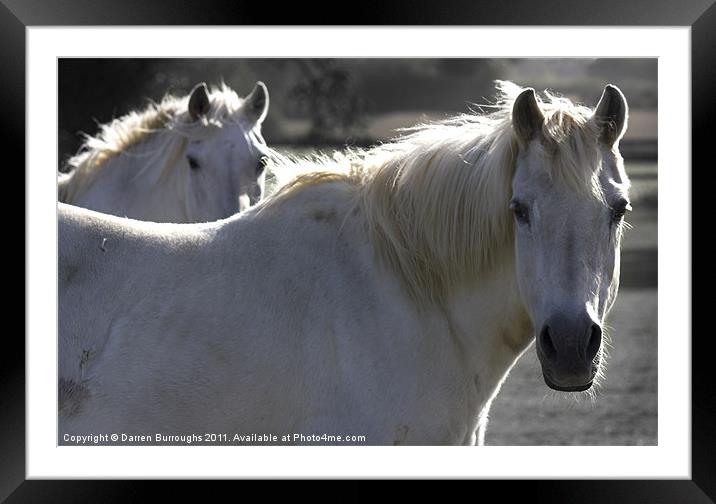 Redwings Horse Sanctuary Framed Mounted Print by Darren Burroughs