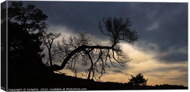 Bent Tree Kootwijkerzand, Sunset Sky Canvas Print by Imladris 