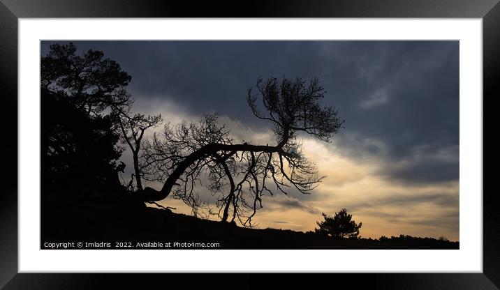 Bent Tree Kootwijkerzand, Sunset Sky Framed Mounted Print by Imladris 