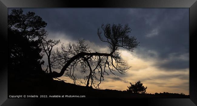 Bent Tree Kootwijkerzand, Sunset Sky Framed Print by Imladris 
