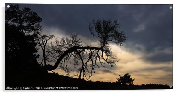 Bent Tree Kootwijkerzand, Sunset Sky Acrylic by Imladris 