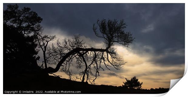 Bent Tree Kootwijkerzand, Sunset Sky Print by Imladris 