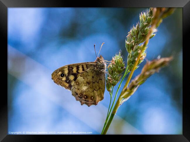 Speckled wood Butterfly Framed Print by Stephen Jenkins