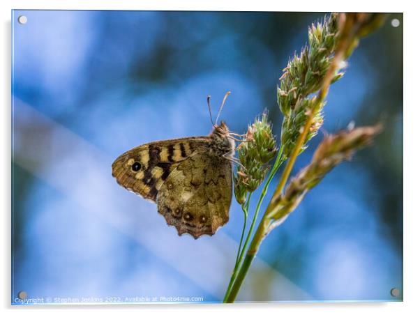 Speckled wood Butterfly Acrylic by Stephen Jenkins