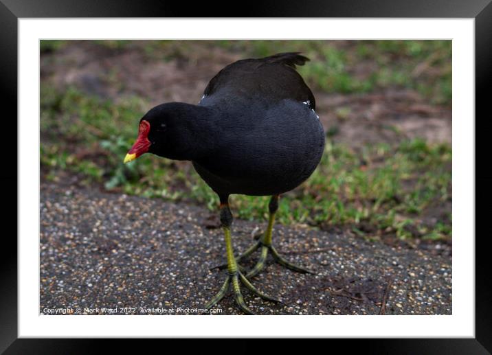 Inquisitive Moorhen Framed Mounted Print by Mark Ward