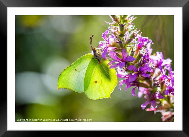 Brimstone Butterfly Framed Mounted Print by Stephen Jenkins