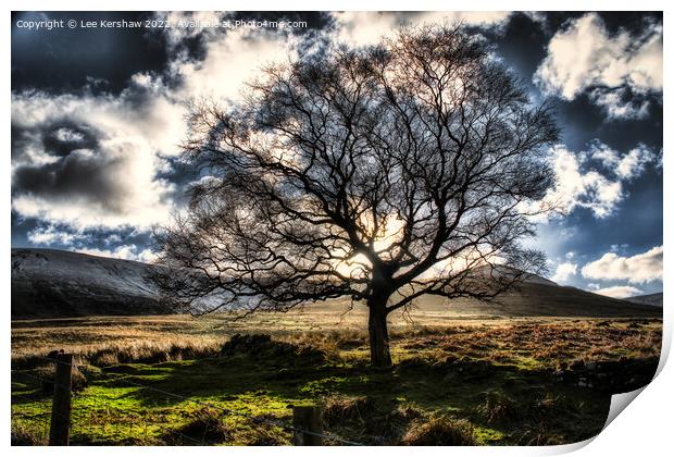 Solitary Glory Print by Lee Kershaw
