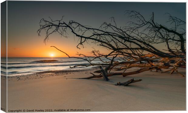 Sunrise on Benacre Beach Suffolk Canvas Print by David Powley