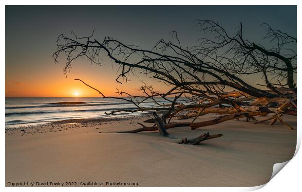 Sunrise on Benacre Beach Suffolk Print by David Powley