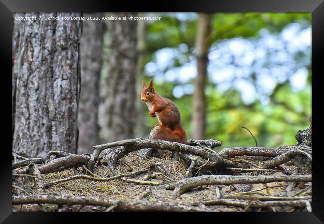 Red Squirrel Framed Print by Derrick Fox Lomax