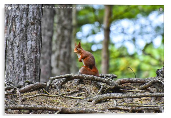 Red Squirrel Acrylic by Derrick Fox Lomax