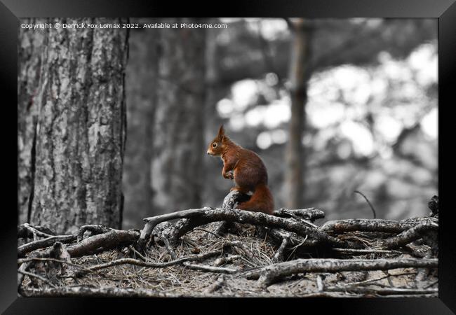 Red Squirrel Framed Print by Derrick Fox Lomax