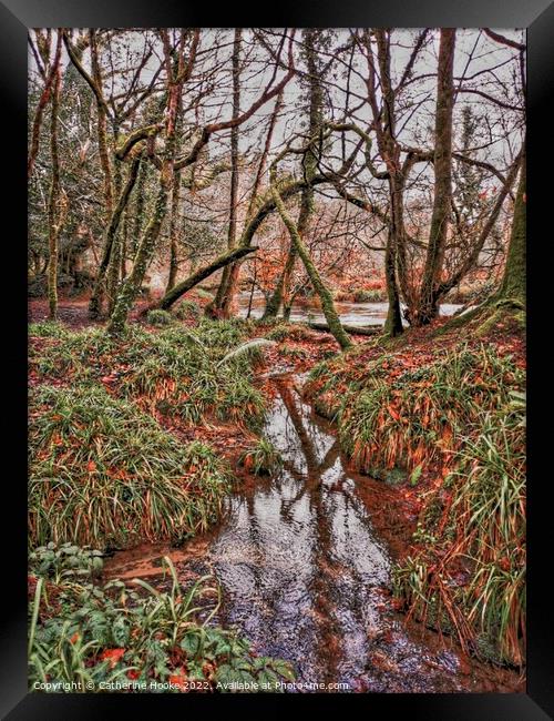 Into the woods Framed Print by Catherine Hooke
