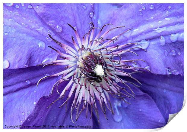 Purple Rain Print by Jacqui Farrell