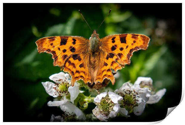 Serene Sunbathing Butterfly Print by David McGeachie