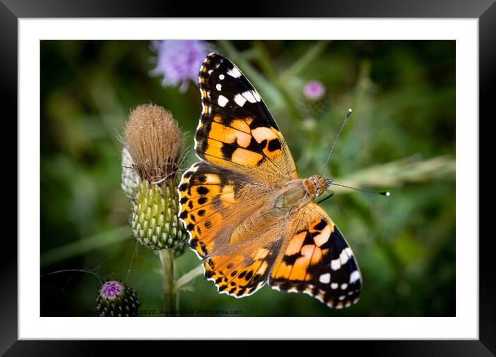 Vibrant Painted Lady Butterfly Basking in the Sun Framed Mounted Print by David McGeachie