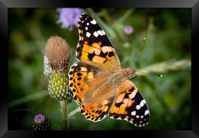 Vibrant Painted Lady Butterfly Basking in the Sun Framed Print by David McGeachie
