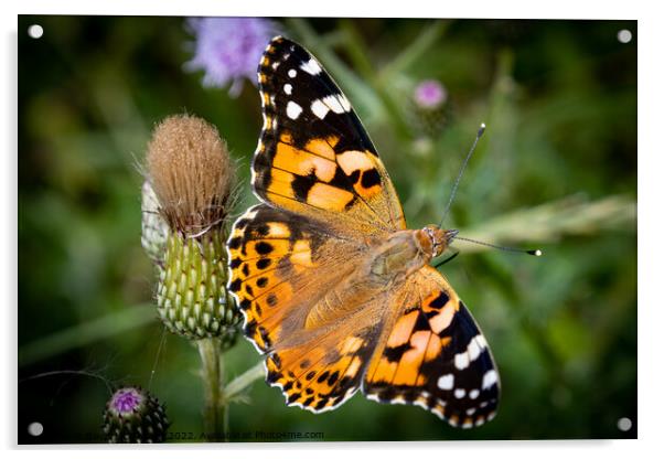 Vibrant Painted Lady Butterfly Basking in the Sun Acrylic by David McGeachie