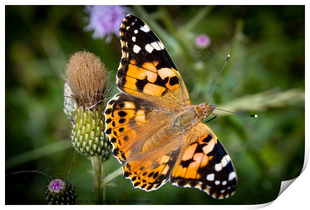 Vibrant Painted Lady Butterfly Basking in the Sun Print by David McGeachie