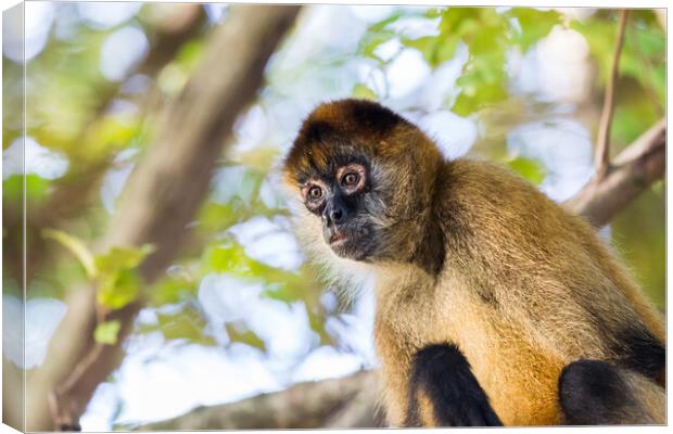 Spider monkey in a tree Canvas Print by Jason Wells