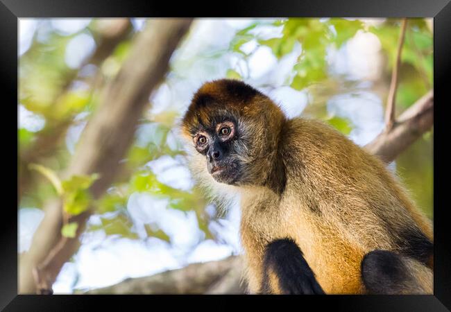 Spider monkey in a tree Framed Print by Jason Wells