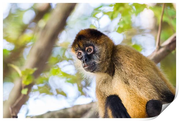 Spider monkey in a tree Print by Jason Wells